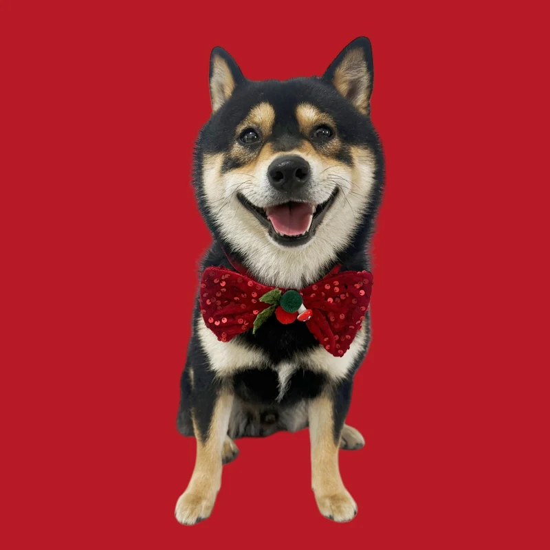 Weihnachtsschmuck für Katzen und Hunde