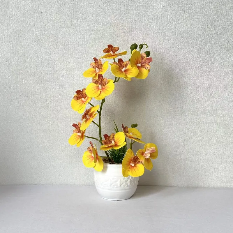 Premium Orchideenpflanzenarrangement