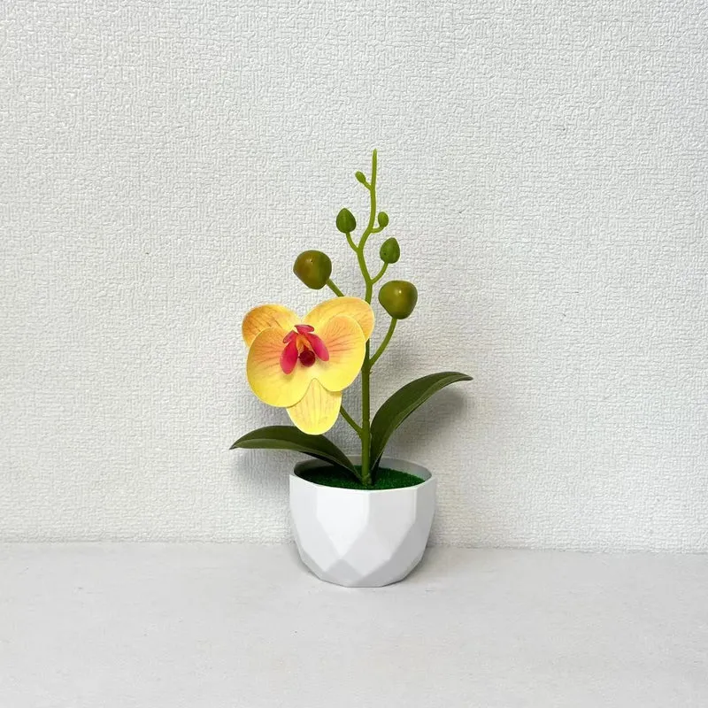 Orchideenpflanzenarrangement