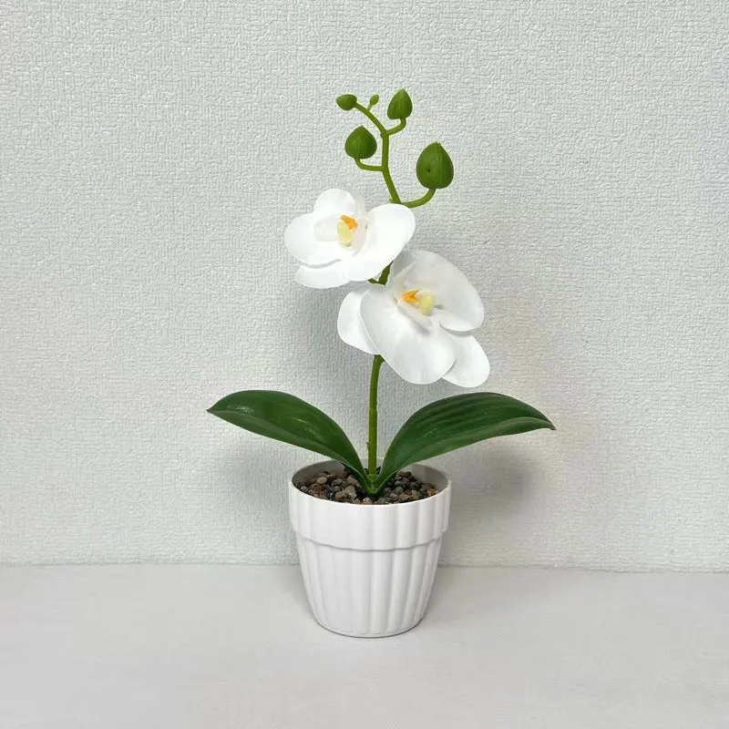 Lebensechte Orchidee Pflanze in dekorativem Keramiktopf für Dekor