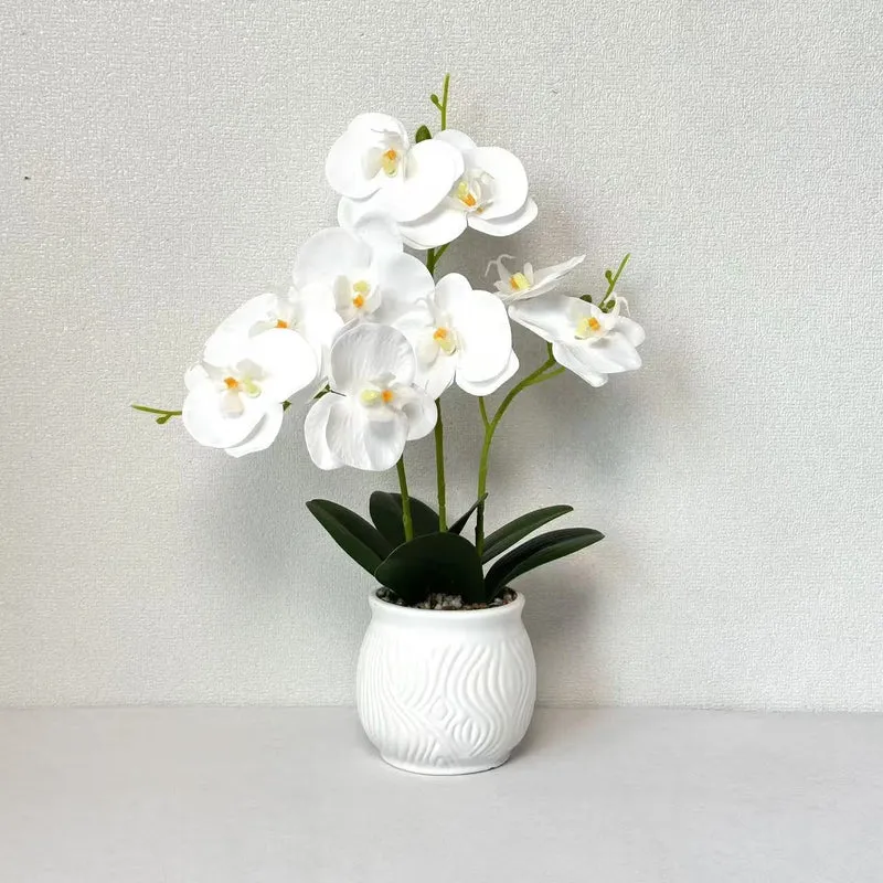 Elegante Orchideen Blumen Display