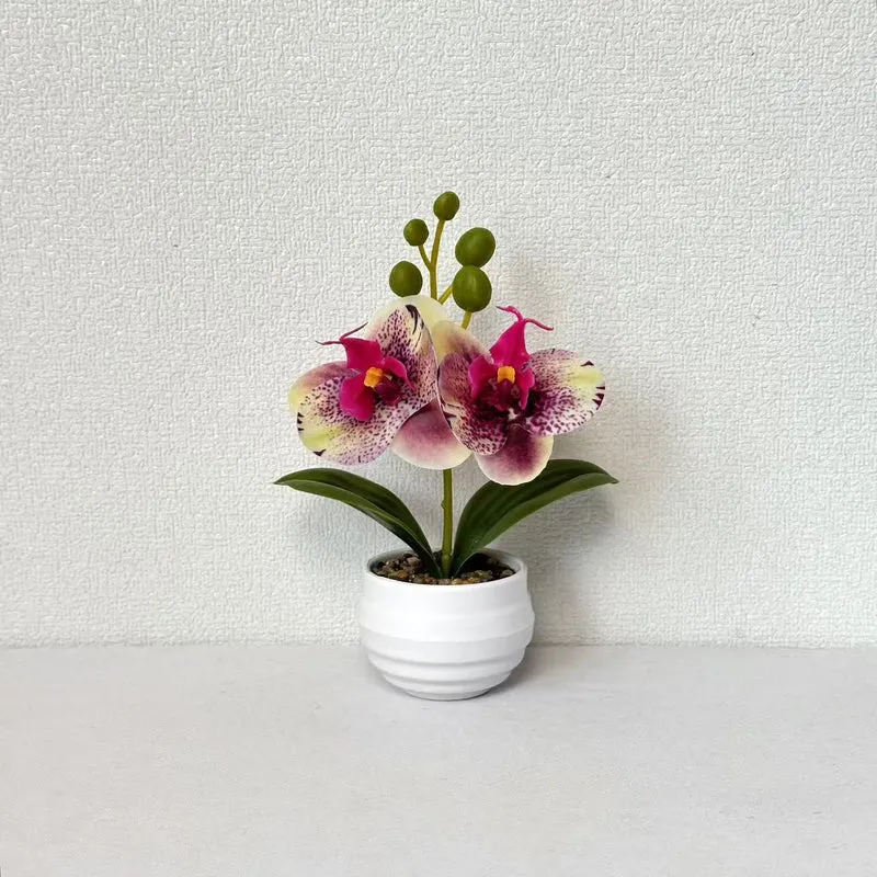 Dekorative Orchideen-Topf