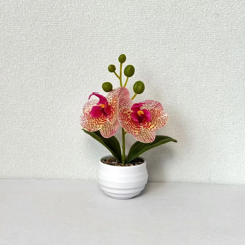 Dekorative Orchideen-Topf