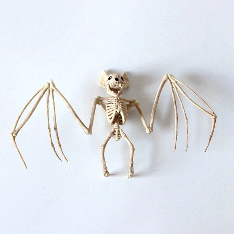 Anatomisches Skelettmodell