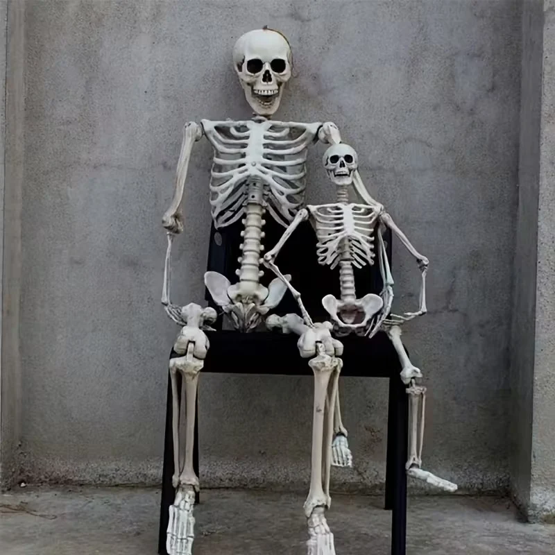 Anatomisches Modell
