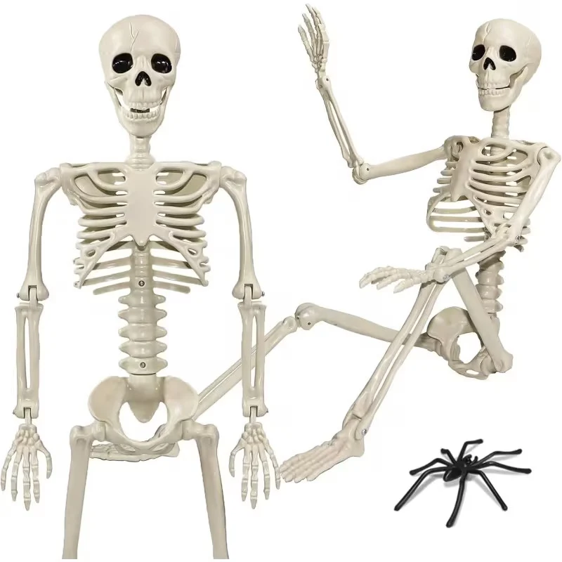 Anatomisches Lehrskelett