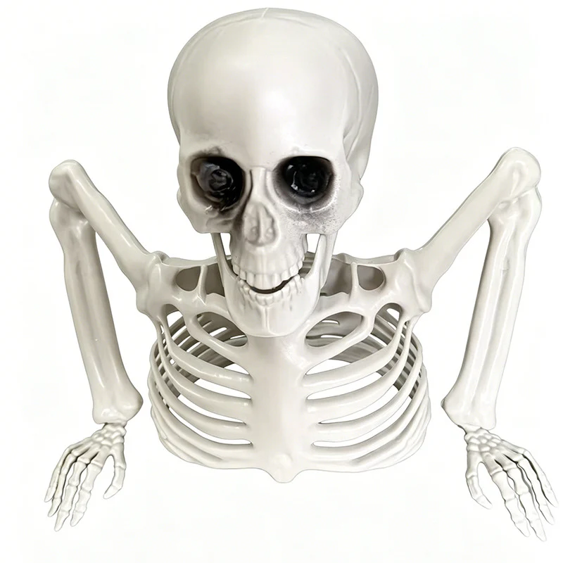 Anatomisches Lehrskelett